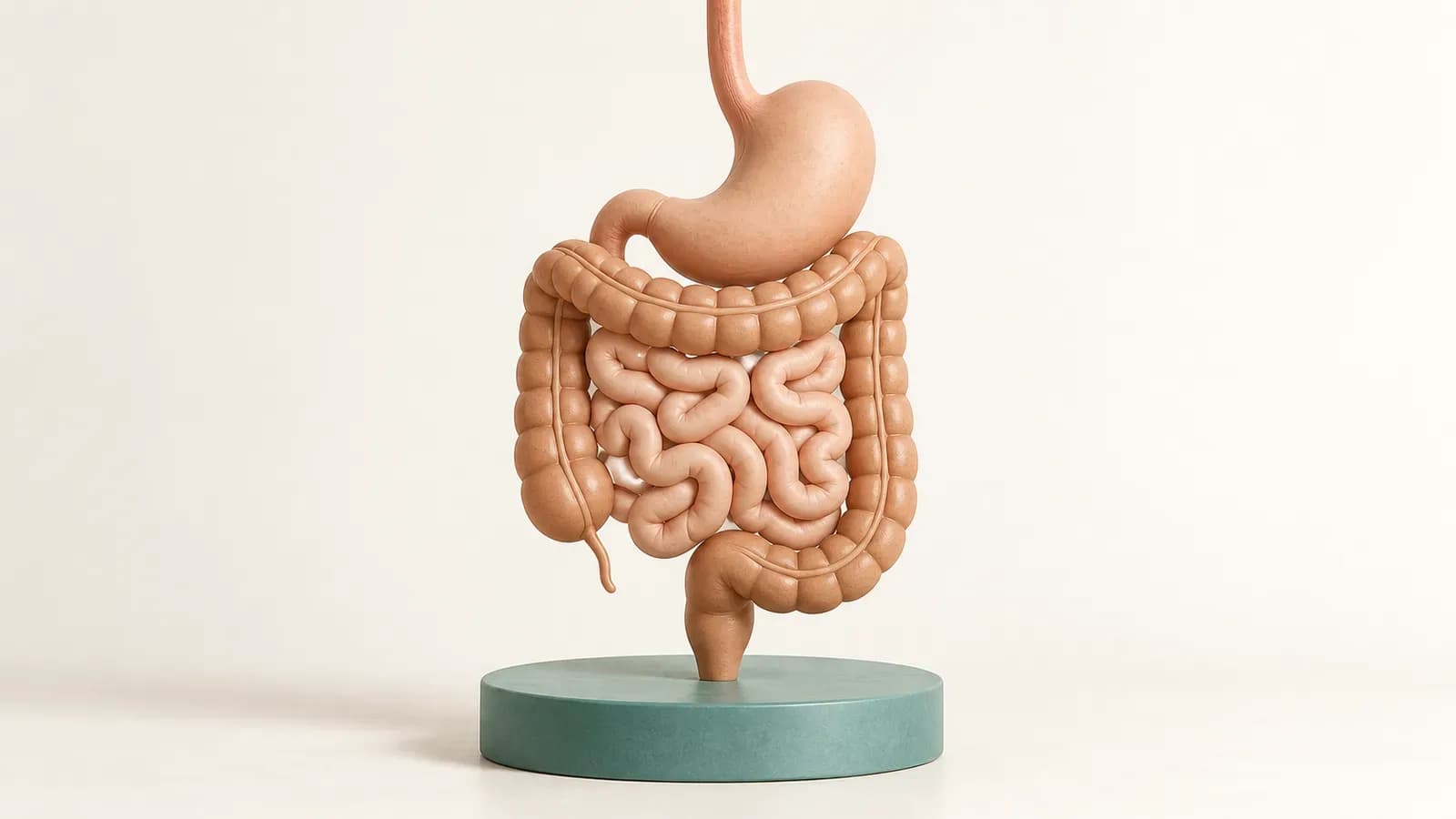 A simplified digestive-system model: gastrointestinal symptoms need their own assessment.